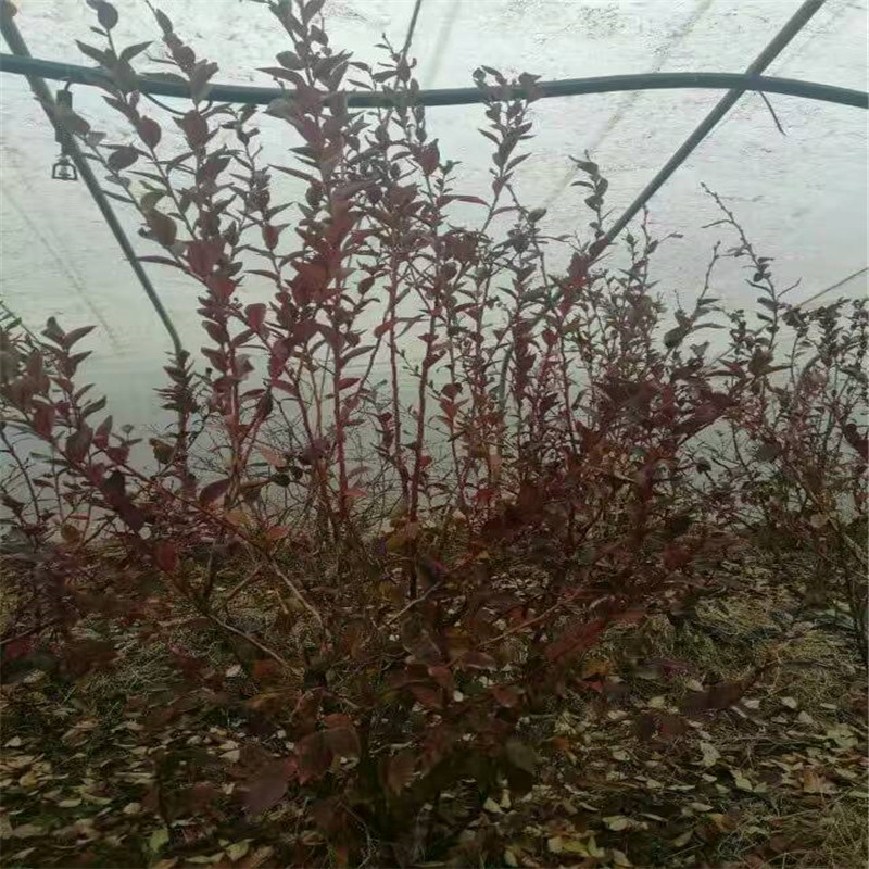 露天藍(lán)莓苗種植方法