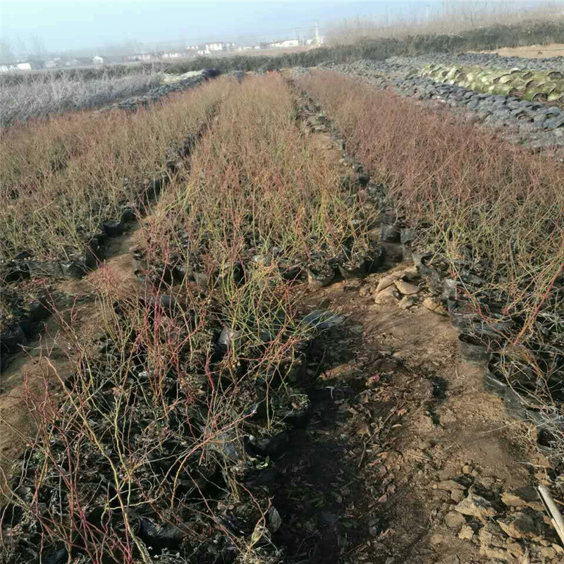 露天藍(lán)莓苗種植方法