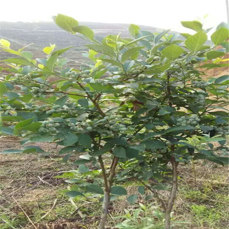 露天藍(lán)莓苗種植方法