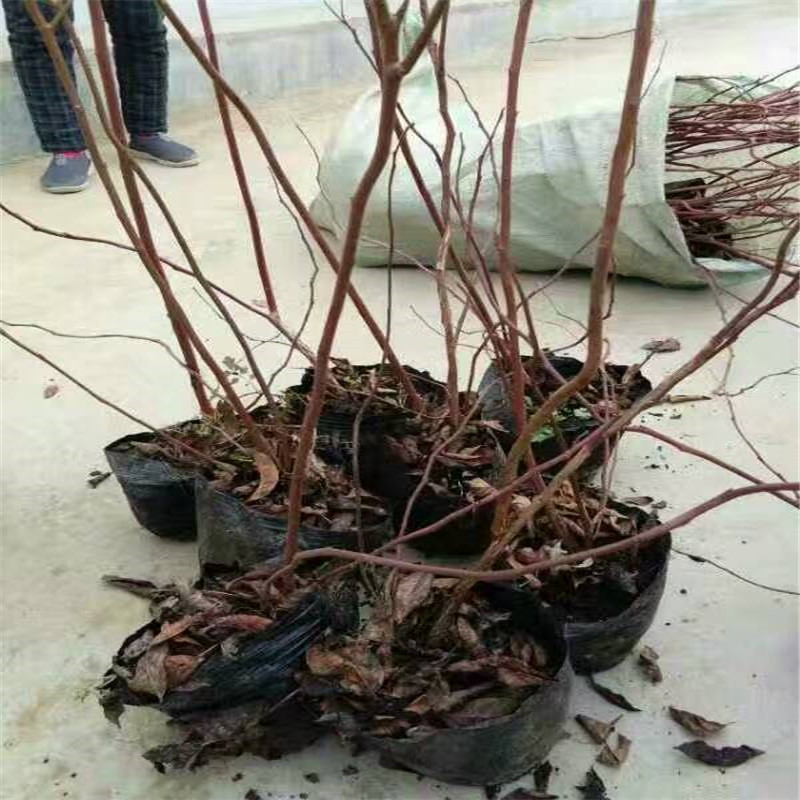 藍莓苗品種大棚種植技術(shù)