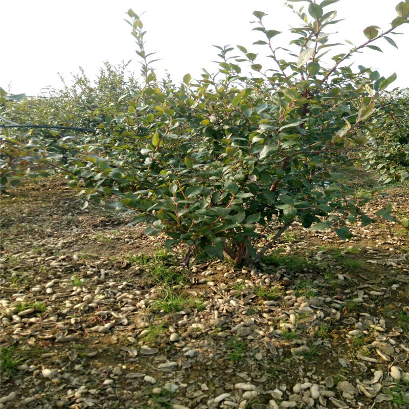 露天藍(lán)莓苗種植方法