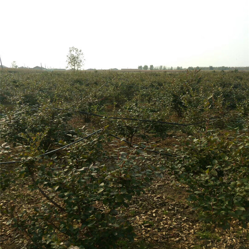 組培藍莓苗大棚種植技術(shù)