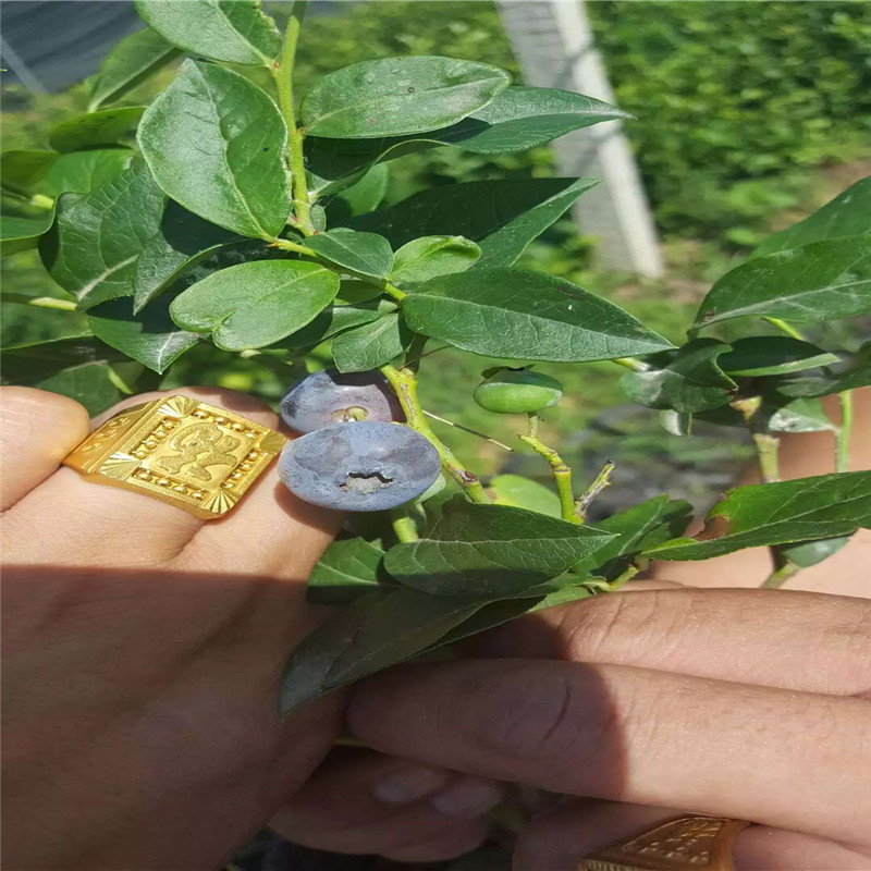 露天藍(lán)莓苗種植方法