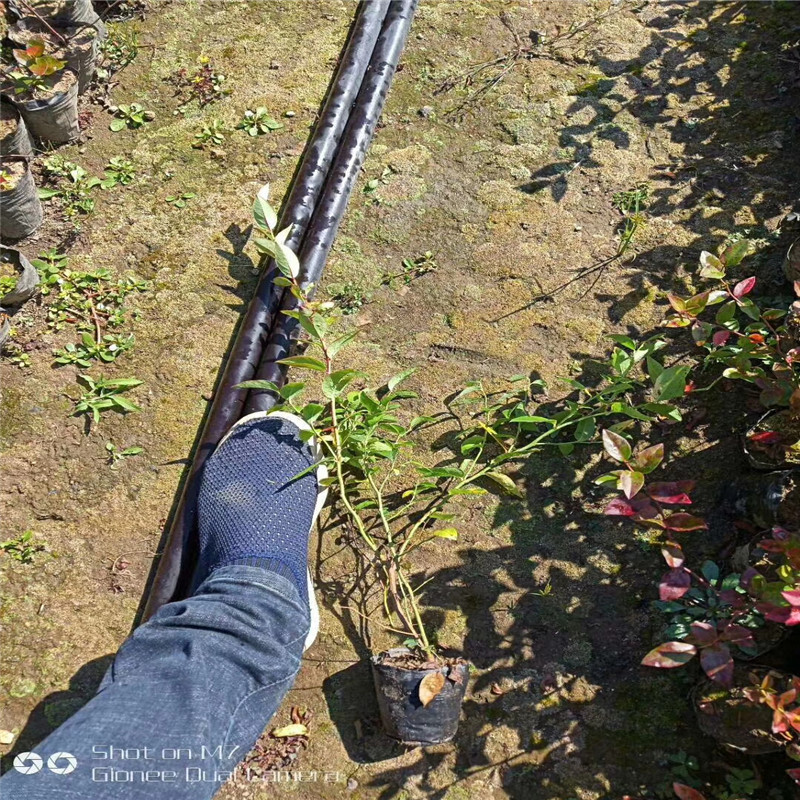 組培藍莓苗大棚種植技術(shù)