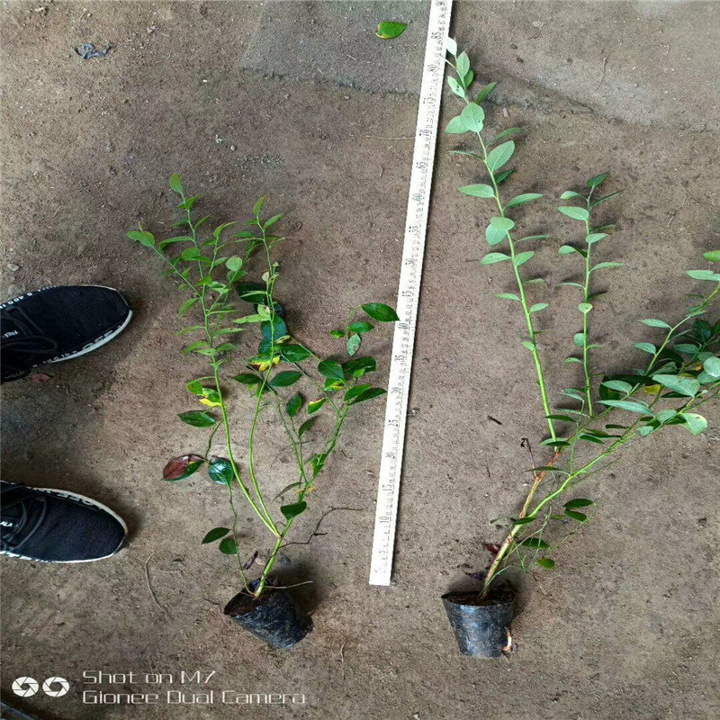 藍莓苗品種大棚種植技術(shù)