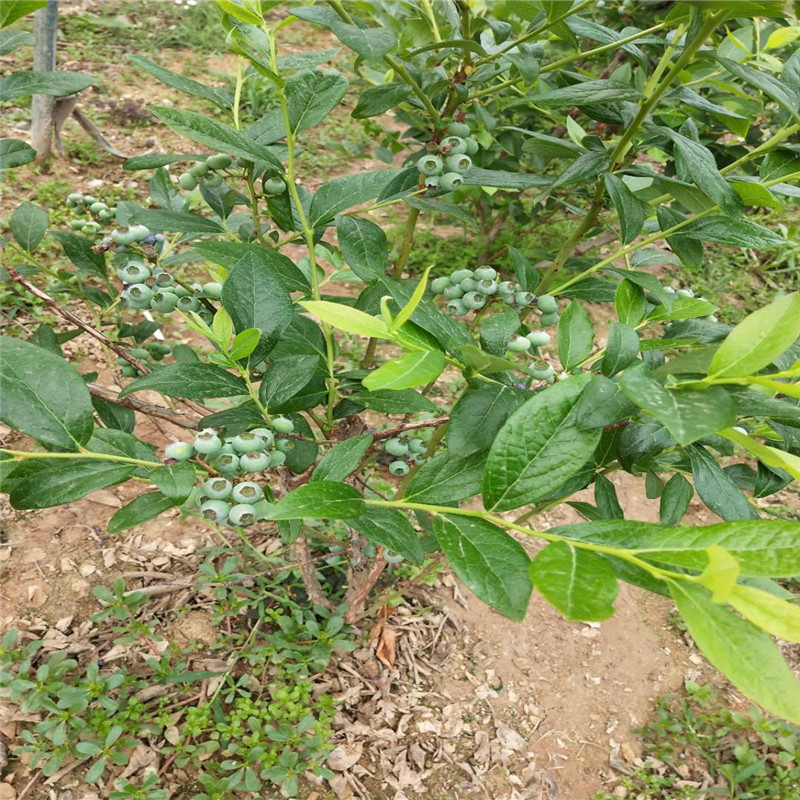 露天藍(lán)莓苗種植方法