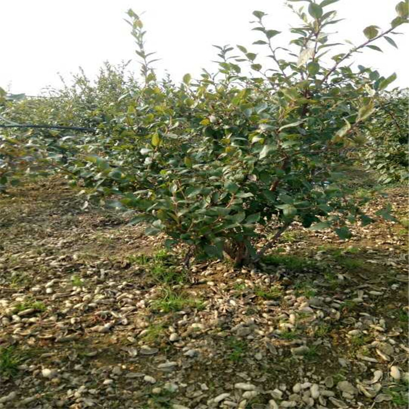 河南泰安蓝莓苗种植方法