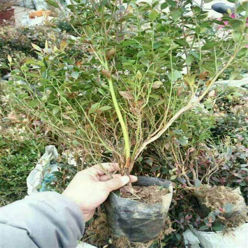 湖南蓝莓苗批发种植方法