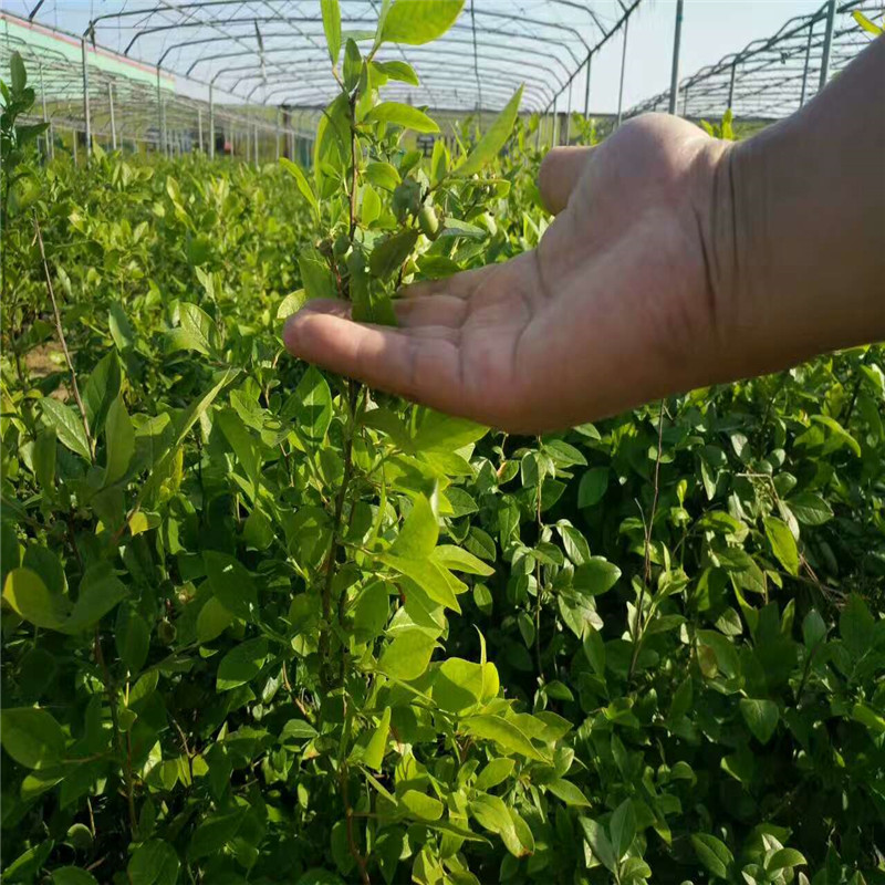 四川蓝莓苗品种多少钱一株