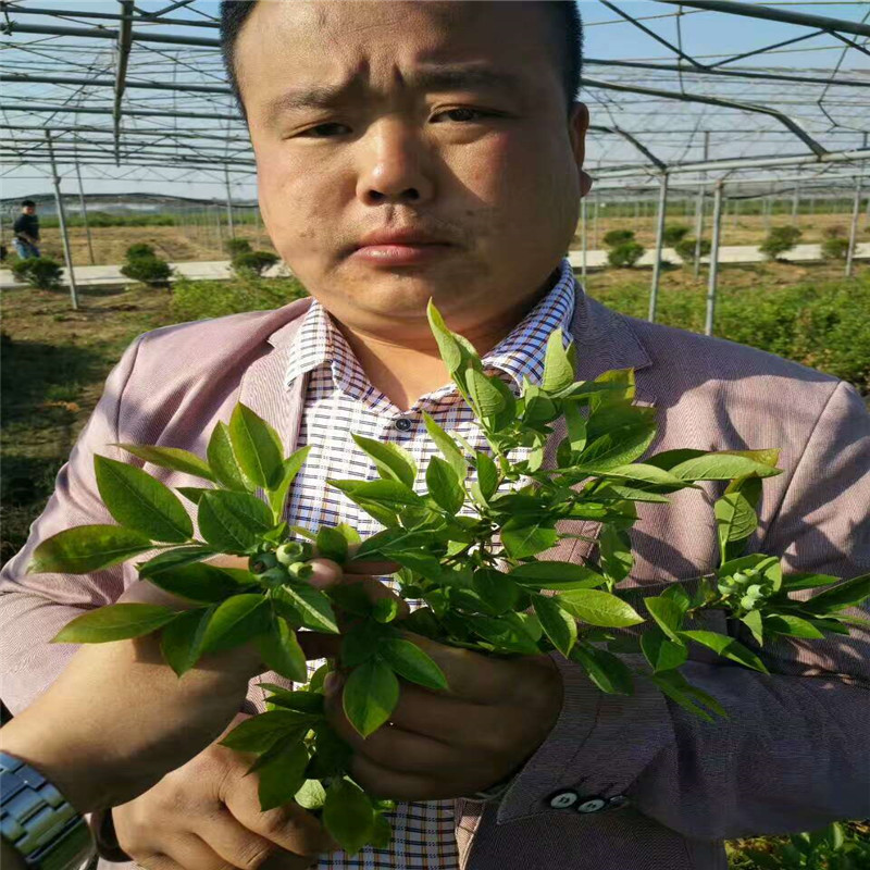 重庆山东蓝莓苗几月份采摘