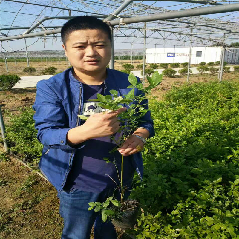 湖北1年藍(lán)莓苗露天種植技術(shù)
