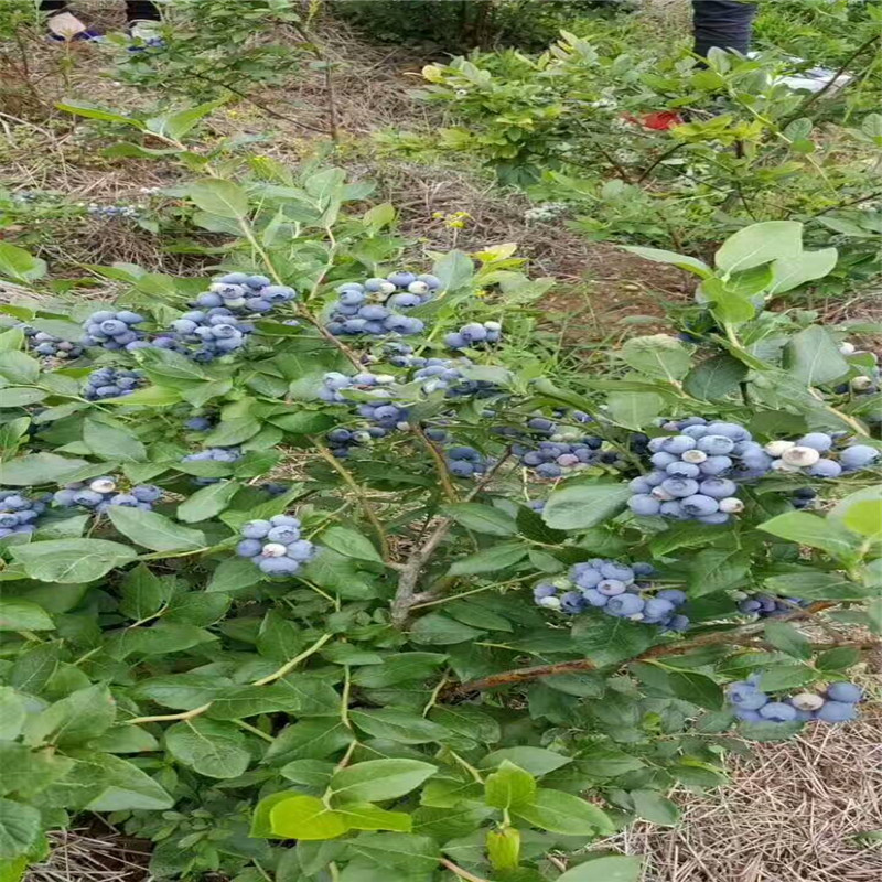 浙江组培蓝莓苗几月份施肥