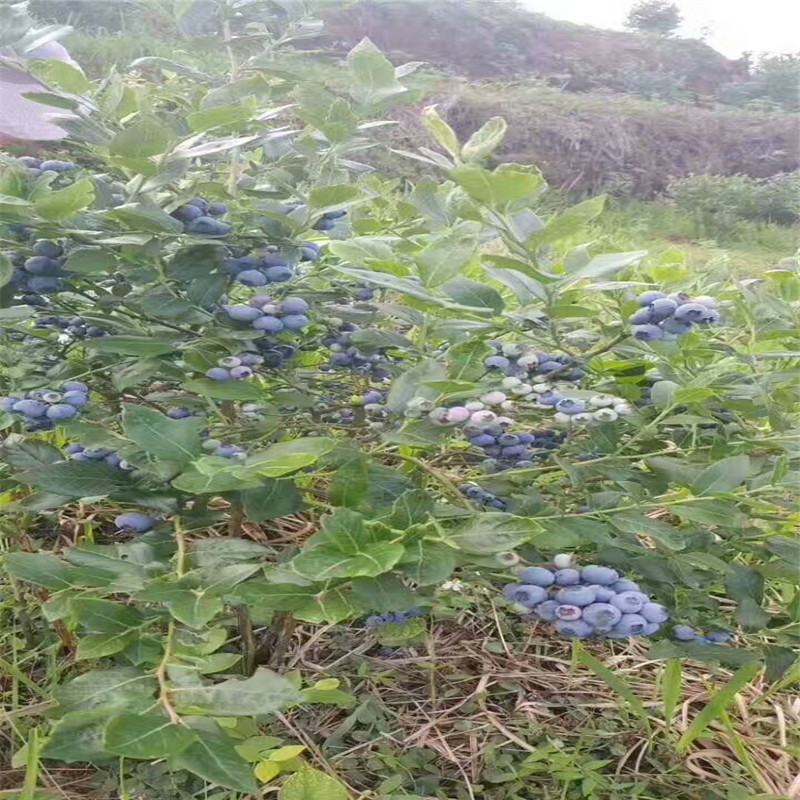 吉林組培藍(lán)莓苗批發(fā)價(jià)格