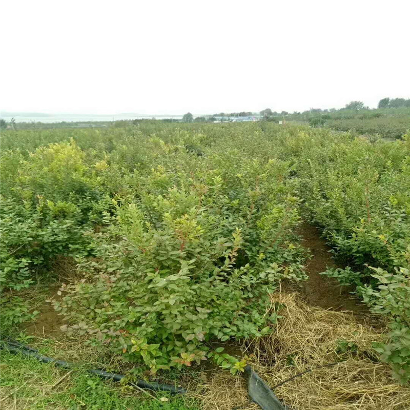 辽宁组培蓝莓苗繁育基地