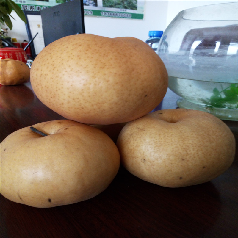 甘肅1年梨樹苗供應(yīng)