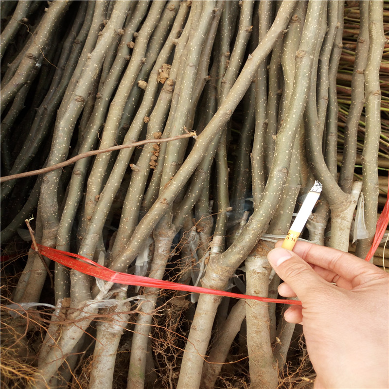 河南2年梨樹(shù)苗技術(shù)