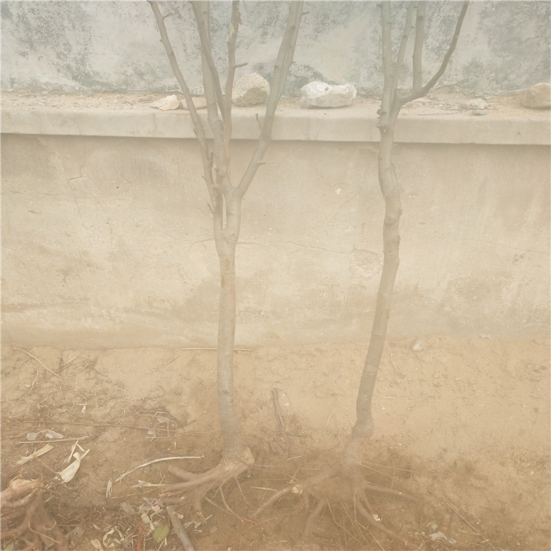 云南梨樹(shù)小苗種植