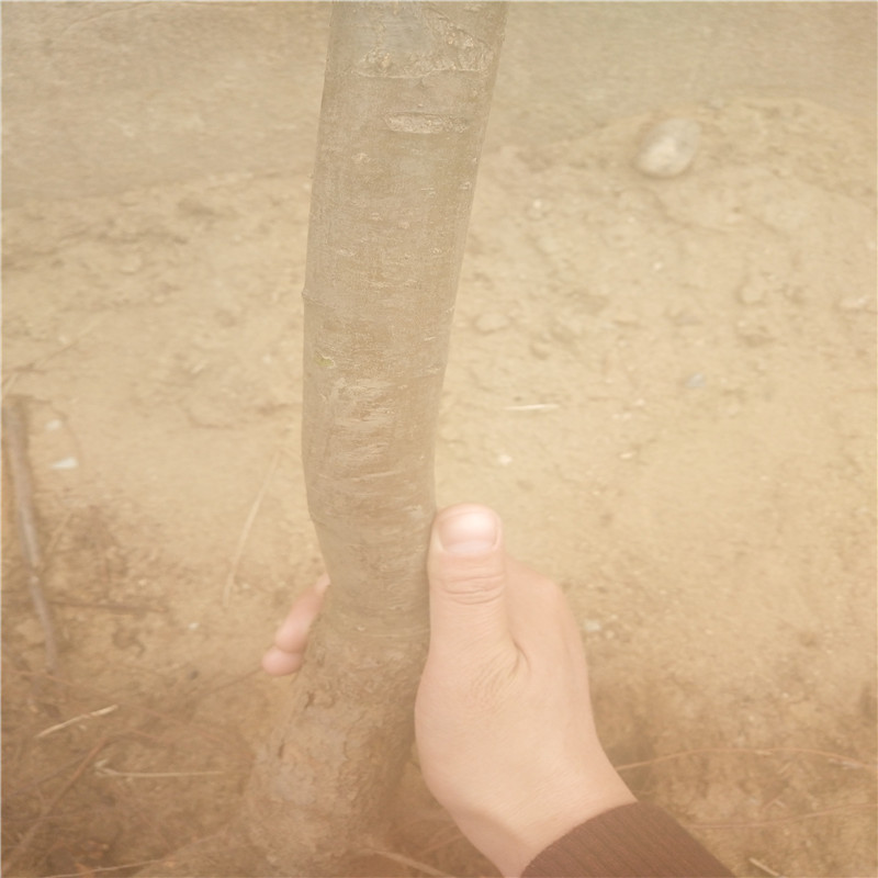 遼寧3年梨樹(shù)苗價(jià)格