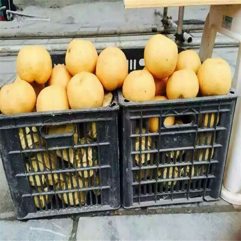 天津1年梨樹苗種植