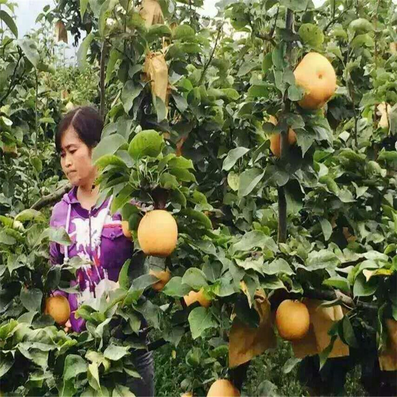 湖南2年梨樹苗多少錢一棵