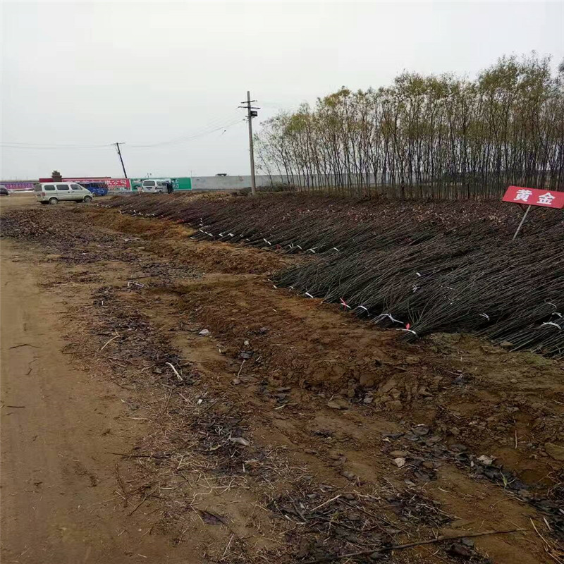 遼寧2年梨樹苗基地