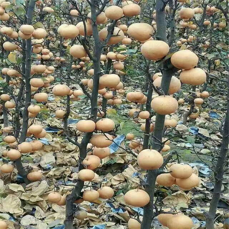 河南1年梨樹苗多少錢一棵