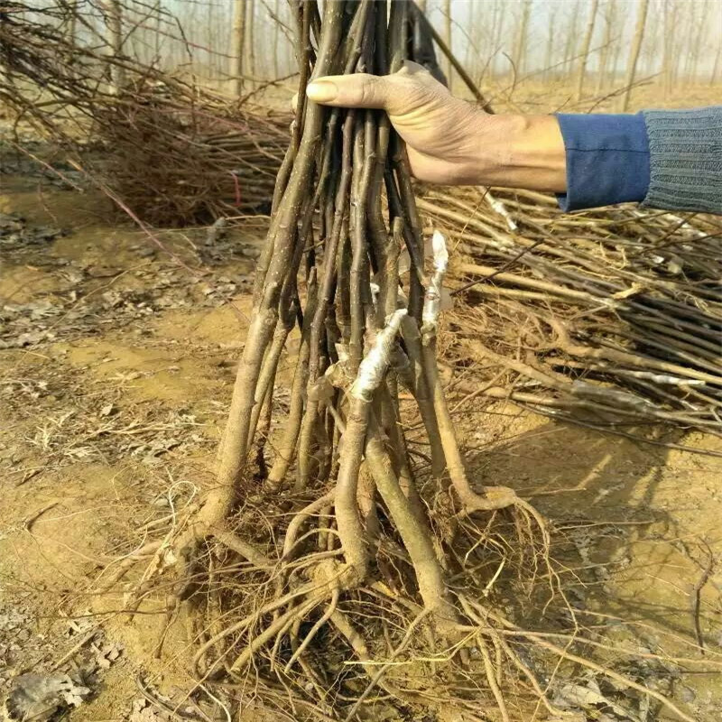 重慶1年梨樹(shù)苗批發(fā)