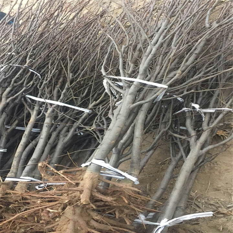 甘肅3年梨樹苗基地