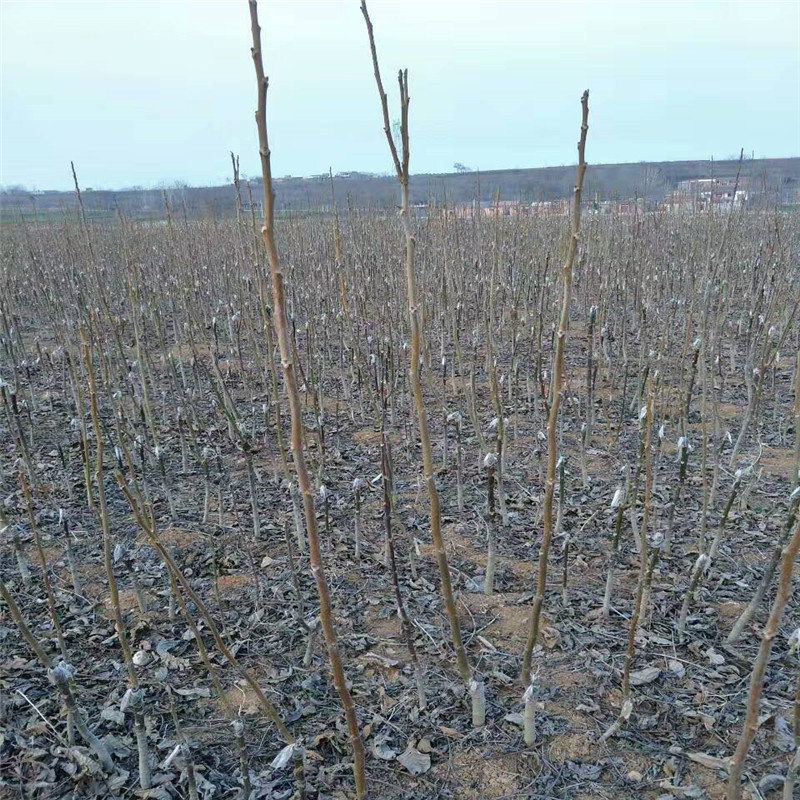 重慶2年梨樹苗苗圃