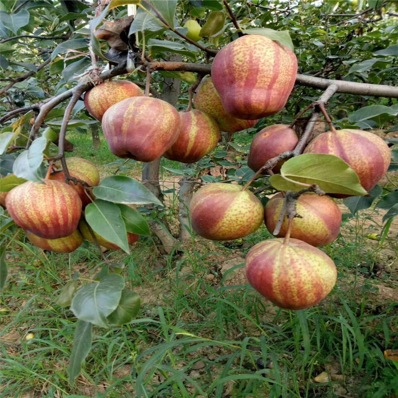甘肅3年梨樹苗基地