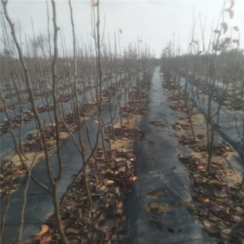 河南2年梨樹(shù)苗技術(shù)