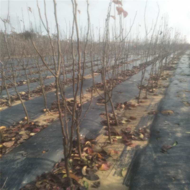 河北1年梨樹苗供應(yīng)