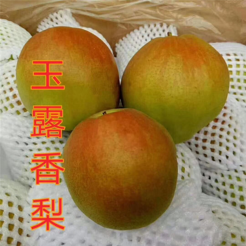 河北紅梨樹苗介紹