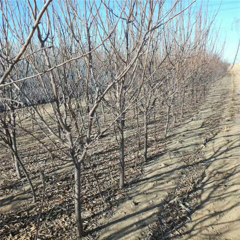 河南1年梨樹苗多少錢一棵