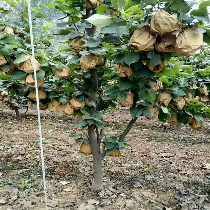 河南1年梨樹苗多少錢一棵