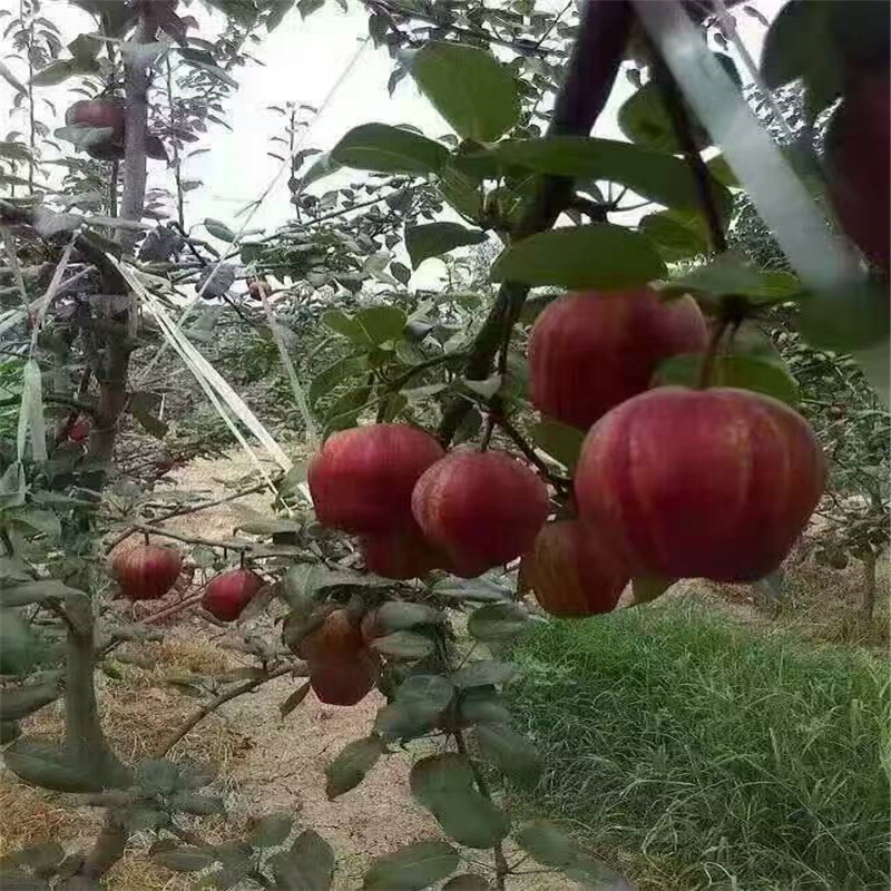湖南2年梨樹苗多少錢一棵