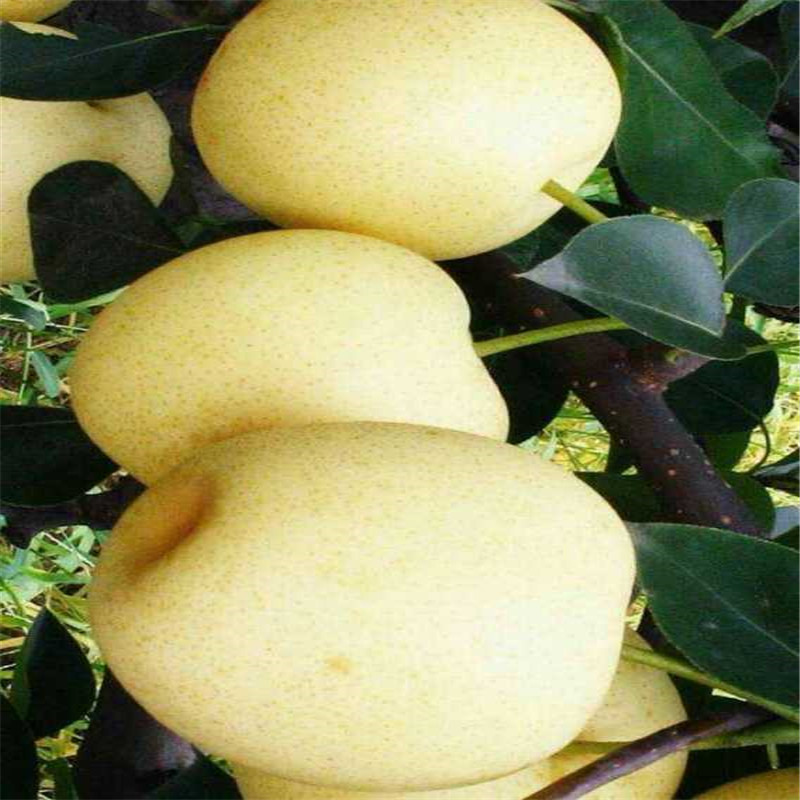 河南2年梨樹(shù)苗技術(shù)