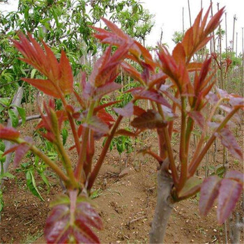 山東香椿樹苗種植方法