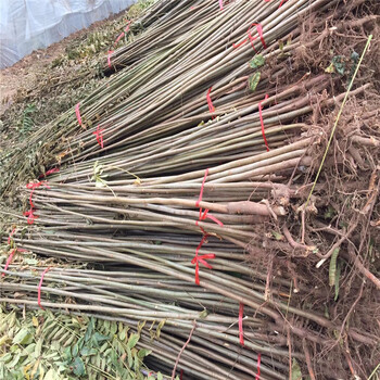 嘉葉苗圃2年泰山紅油香椿樹苗批發(fā)價格