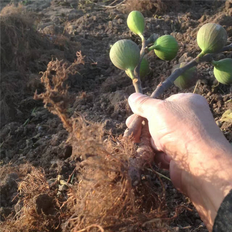 盆栽波姬红无花果大型育苗场