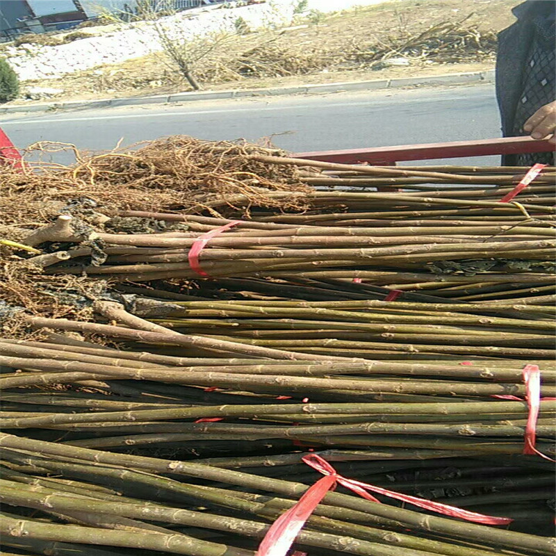 露天波姬红无花果适应海拔高度