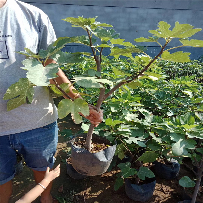 嘉叶盆栽布兰瑞克无花果苗种植方法