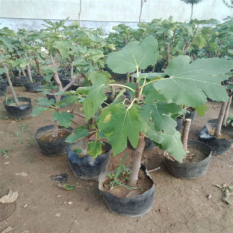 盆栽波姬紅無花果批發(fā)價格