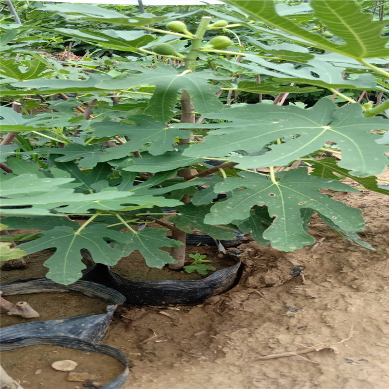 露天波姬红无花果适应海拔高度