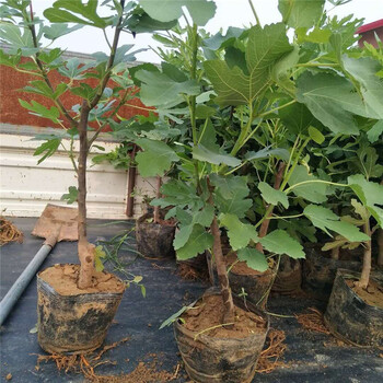 盆栽波姬紅無(wú)花果幾月份施肥