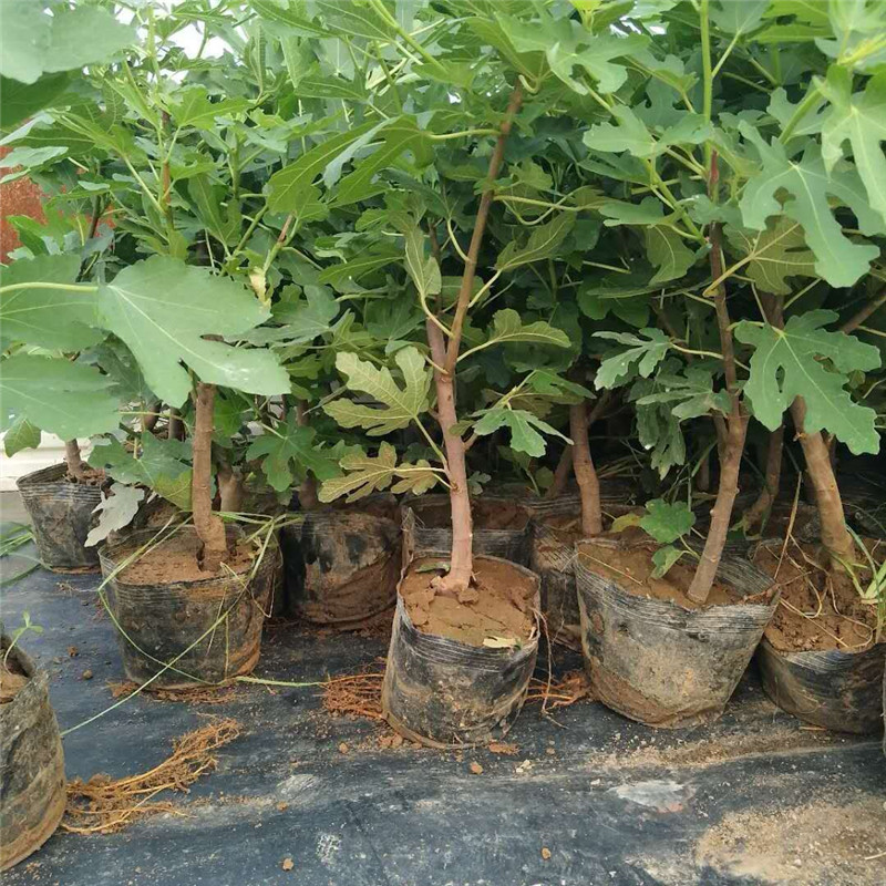 盆栽波姬紅無花果批發(fā)價格