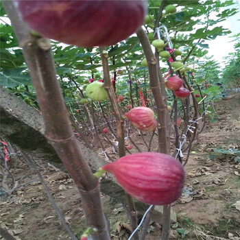 波姬红无花果苗育苗基地