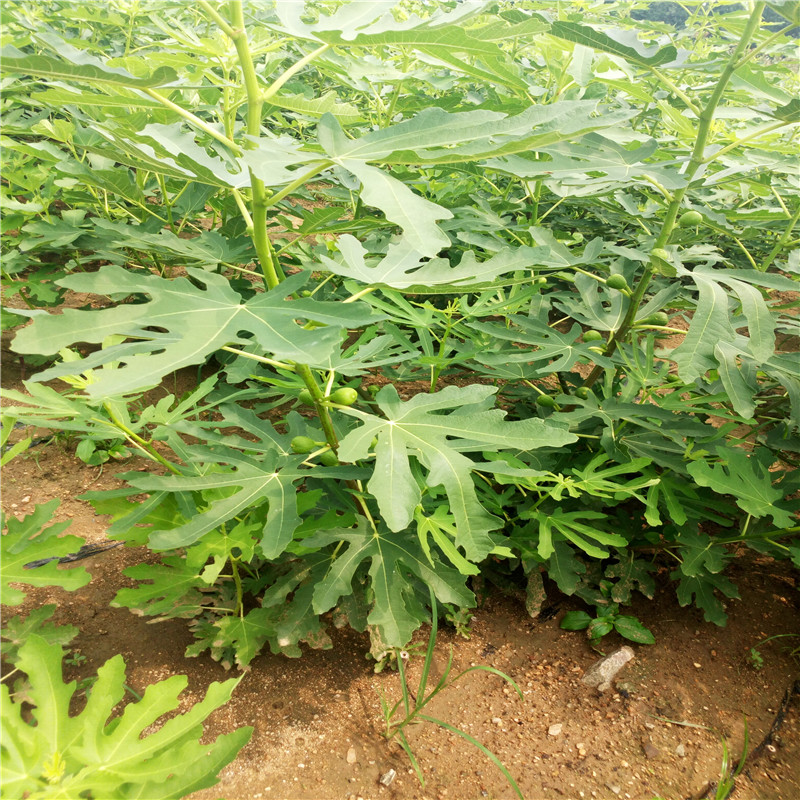 1.5米波姬紅無花果  品種介紹