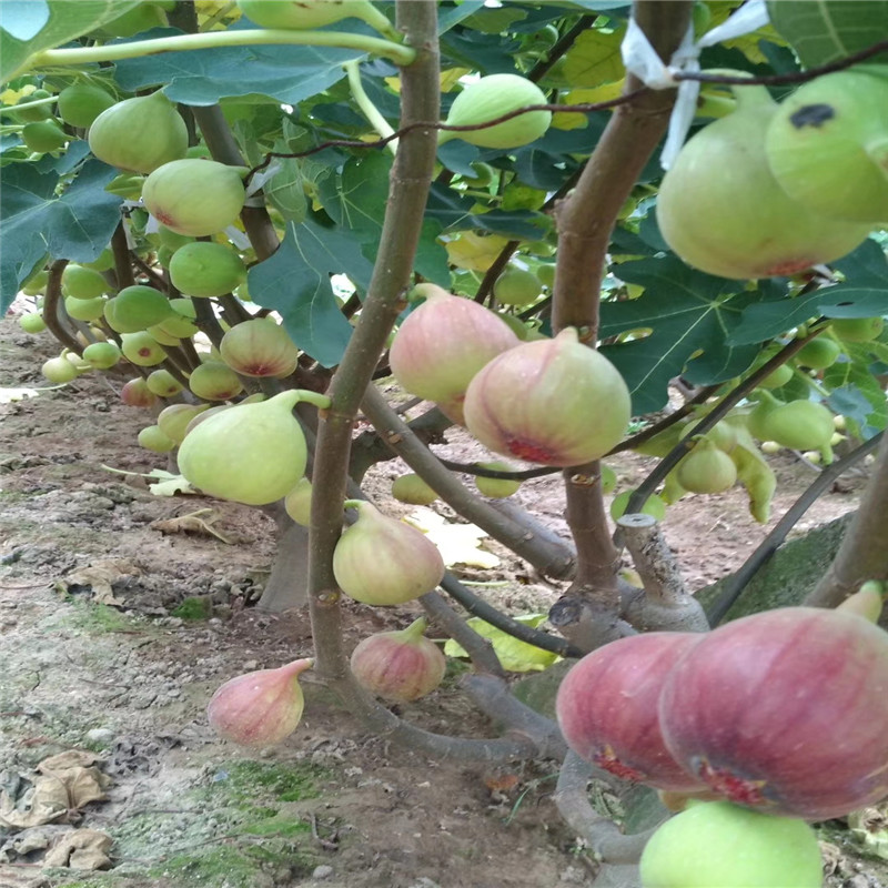 2年波姬红无花果品种介绍