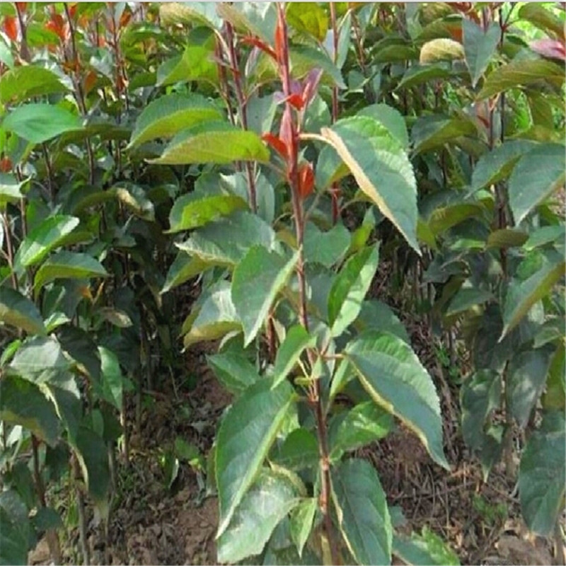 1年嫁接櫻桃小苗多少錢一棵
